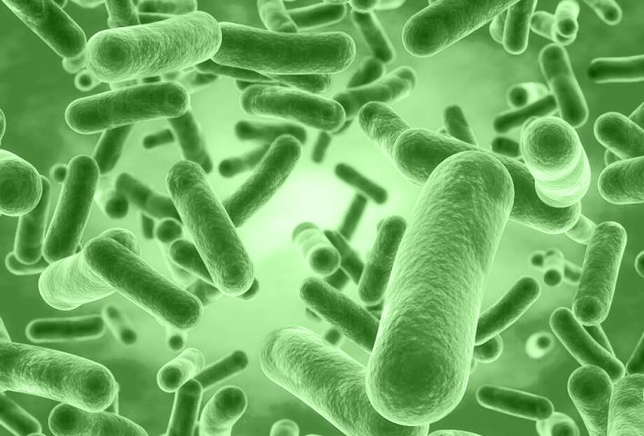 Bacillus Coagulans as a Probiotic