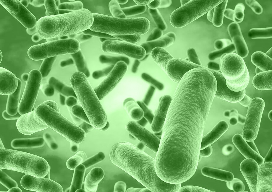 Bacillus Coagulans as a Probiotic