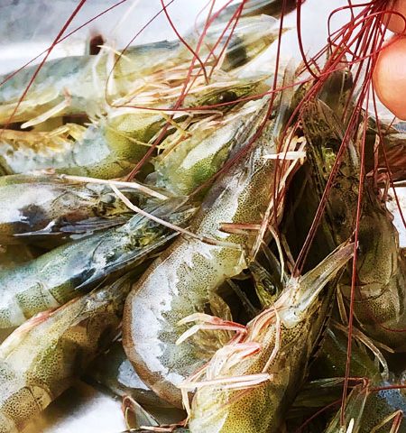 Probiotics in shrimp farming