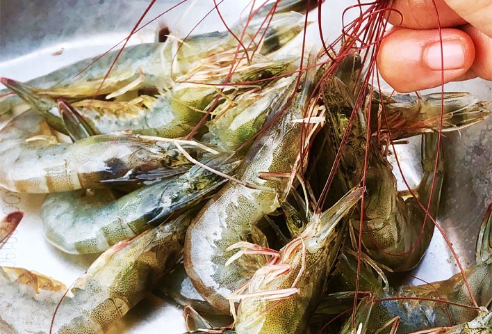 Probiotics in shrimp farming