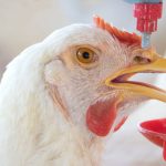 Probiotics for Poultry