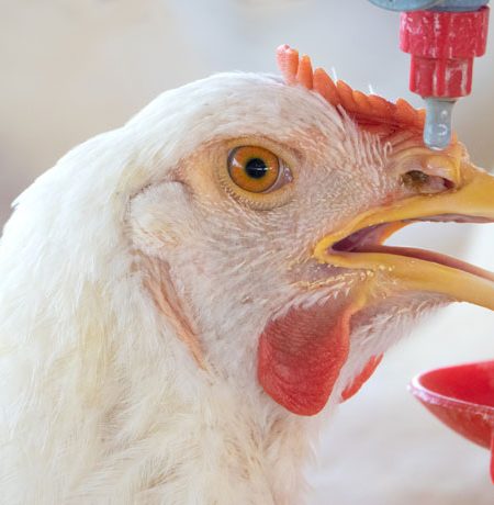 Probiotics for Poultry