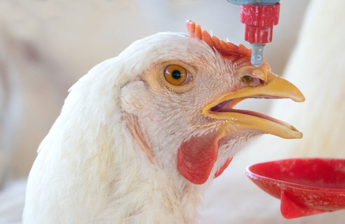 Probiotics for Poultry