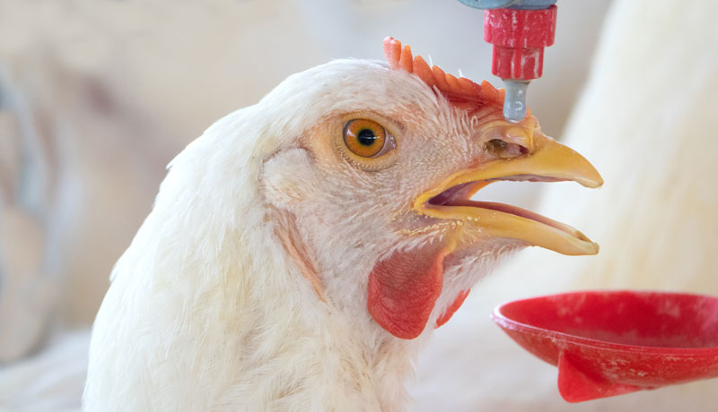 Probiotics for Poultry