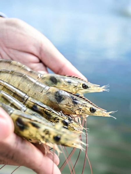 Probiotics for Aquaculture