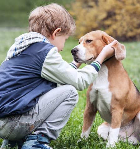 Bacillus coagulans for pet health